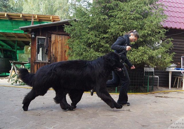 Фото: ньюфаундленд Капитан Ньюфорт