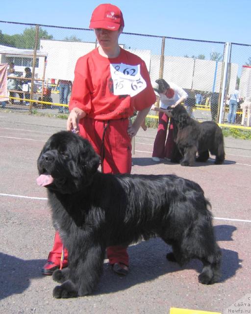 Фото: ньюфаундленд Царский Роман из Медвежьего Яра (Tsarskiy Roman iz Medvejyego Yara)