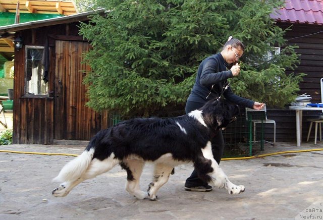 Фото: ньюфаундленд Супер Бизон Златогор