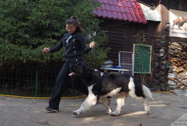 Фото: ньюфаундленд Супер Бизон Златогор