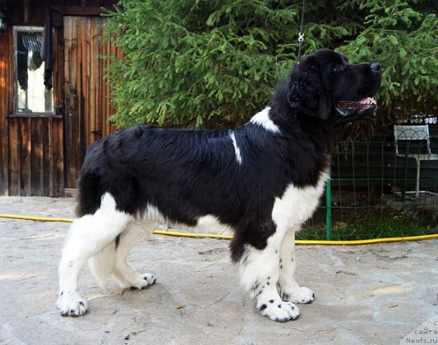 Фото: ньюфаундленд Супер Бизон Златогор