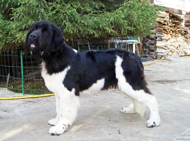 Фото: ньюфаундленд Супер Бизон Златогор