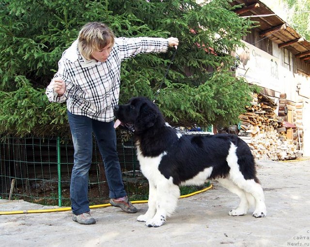 Фото: ньюфаундленд Супер Бизон Златогор, Ирина Веровенко