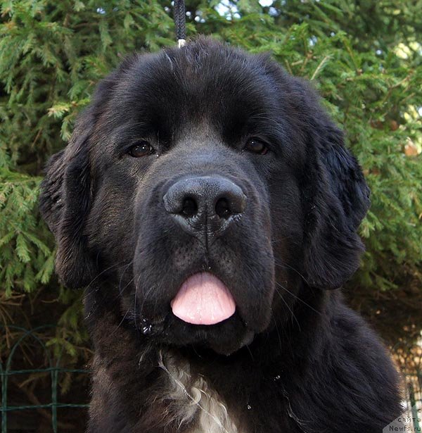 Фотография № 105368