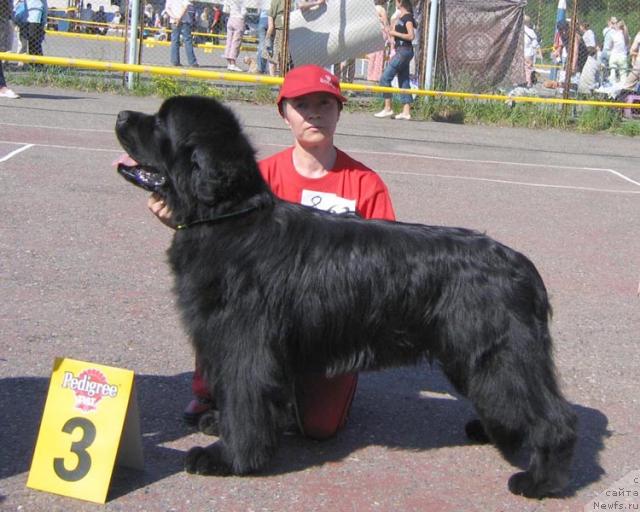 Фото: ньюфаундленд Царский Роман из Медвежьего Яра (Tsarskiy Roman iz Medvejyego Yara)