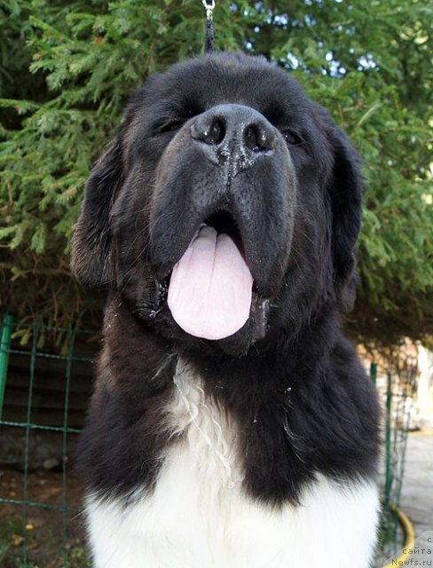 Фото: ньюфаундленд Супер Бизон Златогор