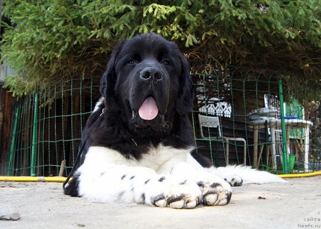 Фото: ньюфаундленд Супер Бизон Златогор