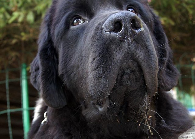 Фото: ньюфаундленд Супер Бизон Златогор