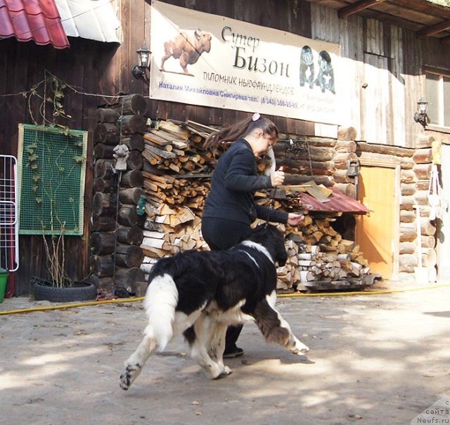 Фото: ньюфаундленд Супер Бизон Златогор