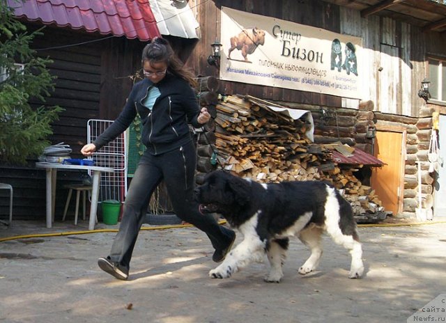 Фото: ньюфаундленд Супер Бизон Златогор