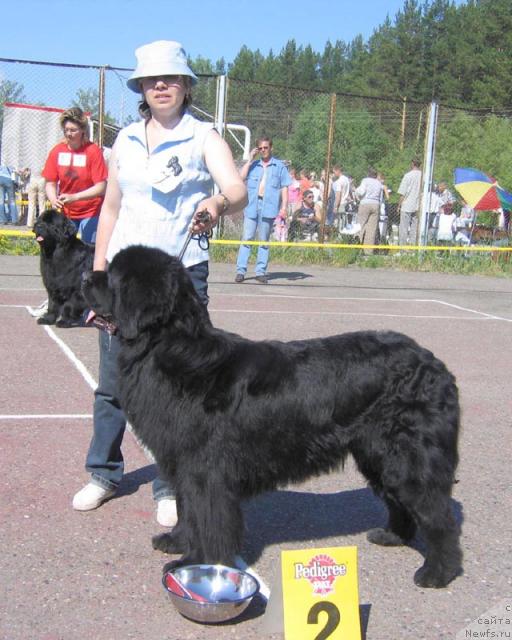 Фото: ньюфаундленд Реприз Реномме из Медвежьего Яра (Reprise Renomme iz Medvejyego Yara)