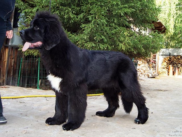 Фото: ньюфаундленд Супер Бизон Зая