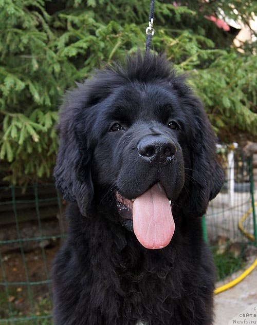 Фото: ньюфаундленд Супер Бизон Зая