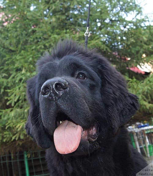 Фото: ньюфаундленд Супер Бизон Зая