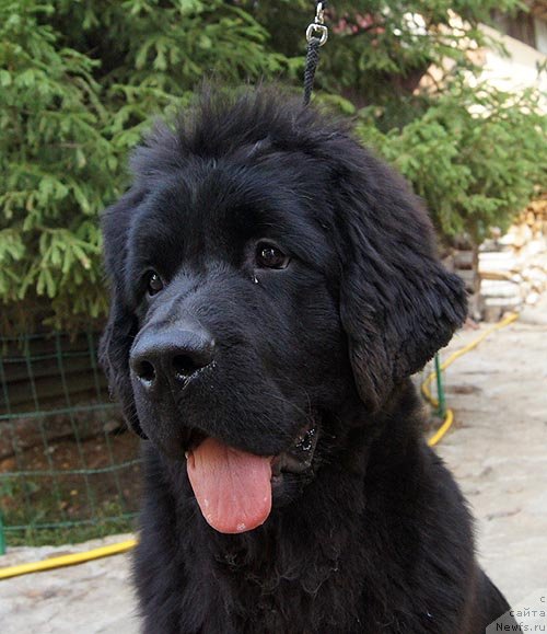 Фото: ньюфаундленд Супер Бизон Зая