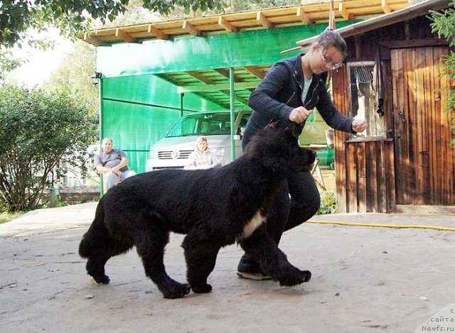 Фото: ньюфаундленд Супер Бизон Зая