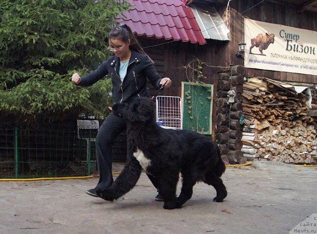 Фото: ньюфаундленд Супер Бизон Зая