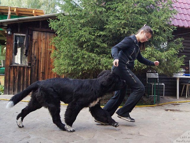 Фото: ньюфаундленд Супер Бизон Индия