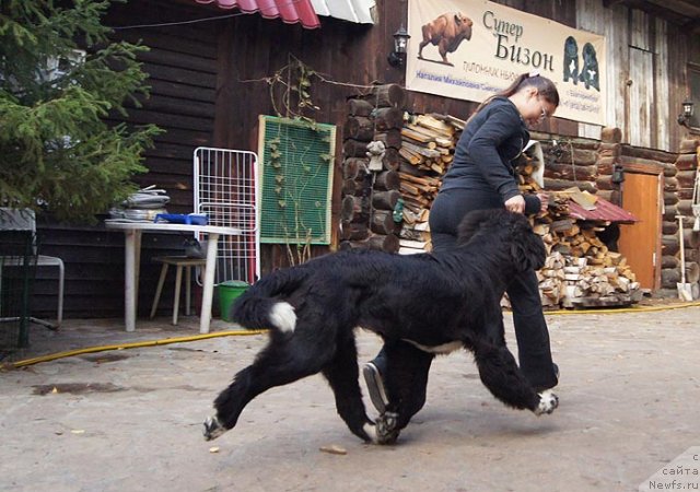 Фото: ньюфаундленд Супер Бизон Индия