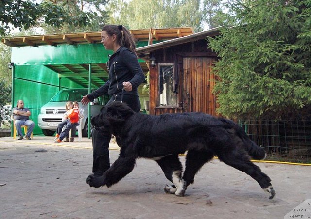 Фото: ньюфаундленд Супер Бизон Индия