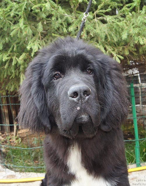 Фото: ньюфаундленд Супер Бизон Индия