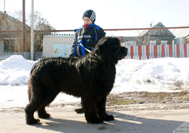 Фото: ньюфаундленд Юган с Тоянова Городка (Ygan s Toyanova Gorodka)
