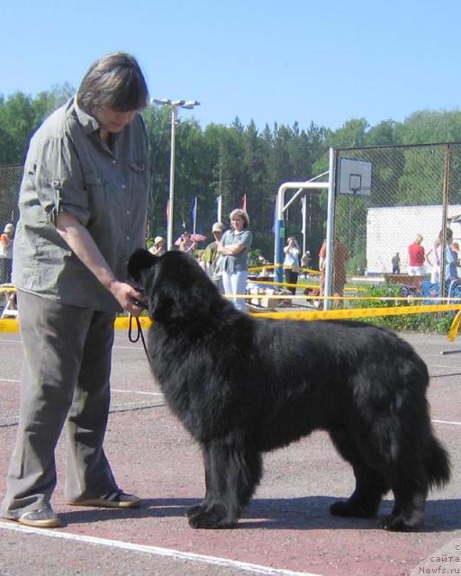 Фото: ньюфаундленд Lene's Black Berry