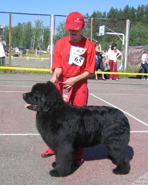 Фото: ньюфаундленд Юнспотид Хай Из Медвежьего Яра (Yunspotid Hay iz Medvejyego Yara)