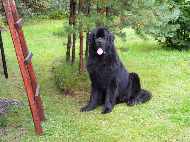 Фотография № 105439