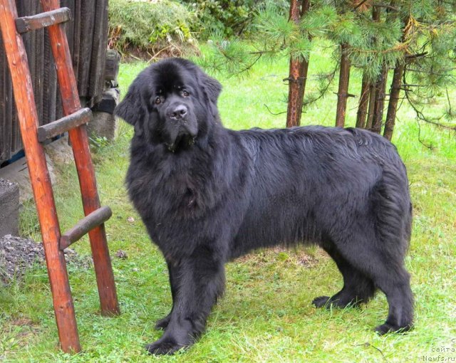 Фотография № 105440