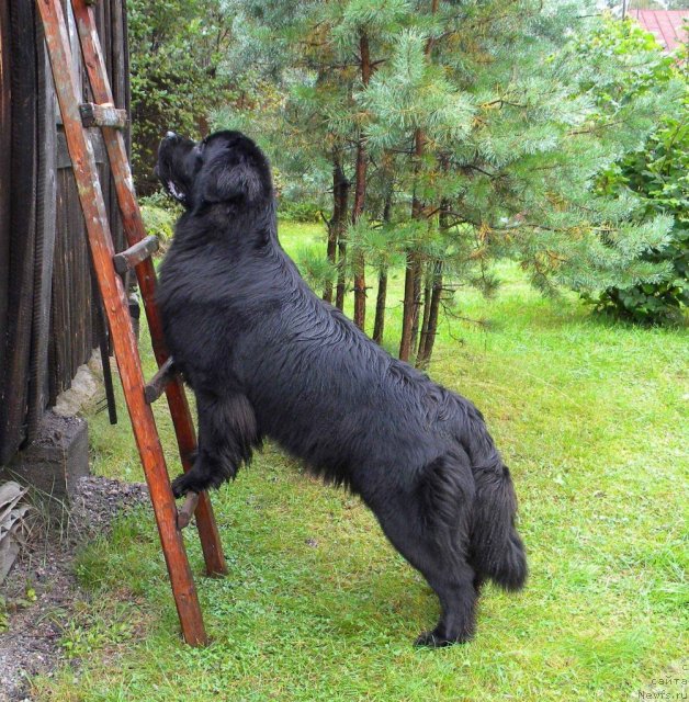 Фото: ньюфаундленд Акватория Келвин Кадриль (Aquatoriya Kelvin Kadril)