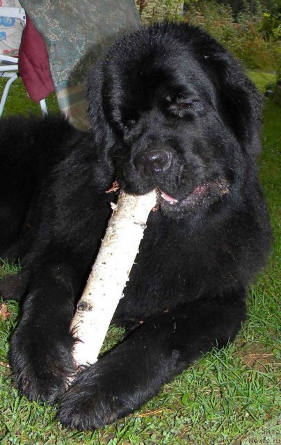 Фотография № 105443