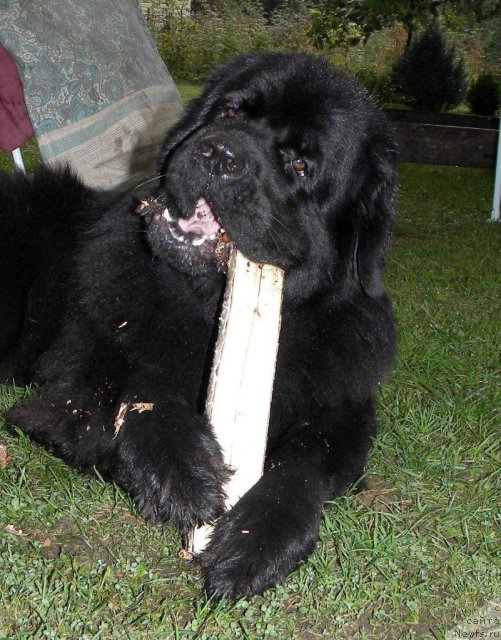 Фото: ньюфаундленд Акватория Келвин Кадриль (Aquatoriya Kelvin Kadril)