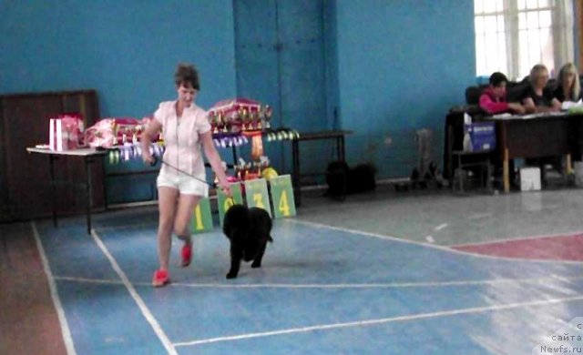 Фото: Ирина Павлова, ньюфаундленд Би Перфект Арабелла, Ирина Павлова