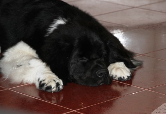 Фото: ньюфаундленд Супер Бизон Зима