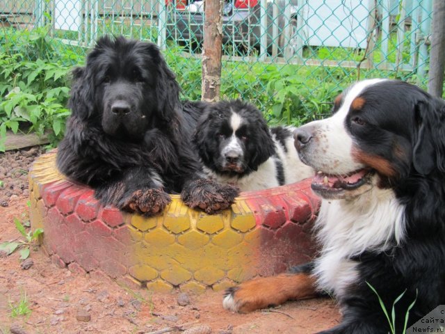 Фото: ньюфаундленд Питерньюф Едельвейсс