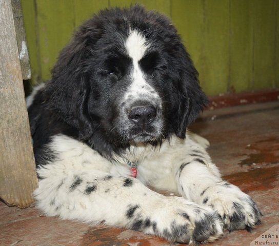 Фото: ньюфаундленд Питерньюф Хонеу-Монеу (Piternyuf Honey-Money)