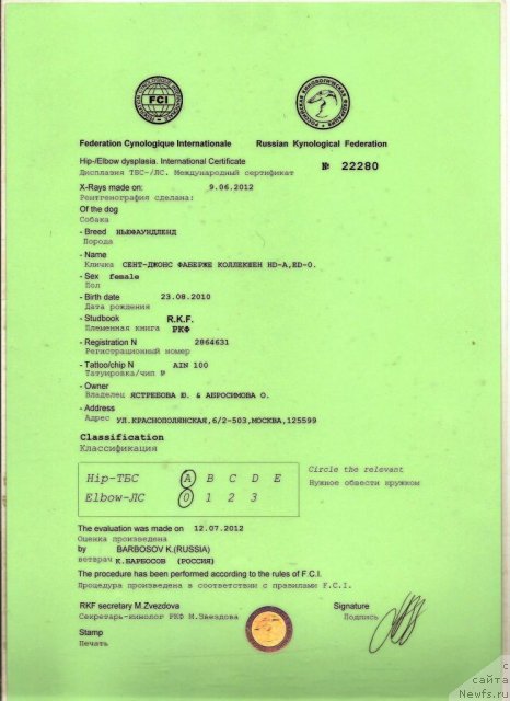 Фото: ньюфаундленд Сент Джонс Фаберже Коллекшен (Sent Djons Faberge Collection)