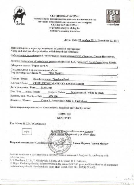 Фото: ньюфаундленд Сент Джонс Фаберже Коллекшен (Sent Djons Faberge Collection)