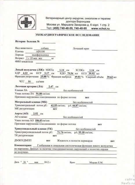 Фото: ньюфаундленд Сент Джонс Фаберже Коллекшен (Sent Djons Faberge Collection)