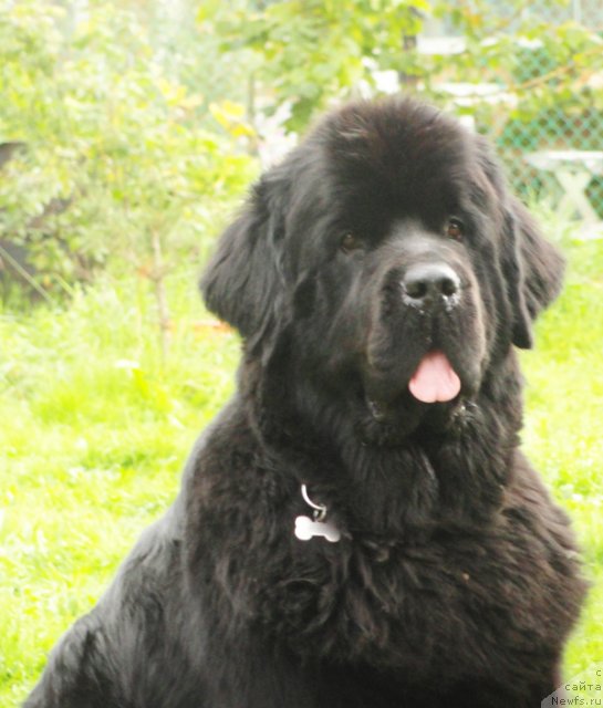 Фото: ньюфаундленд Бегущая по Волнам Ханд Маде (Beguschaya po Volnam Hand Made)