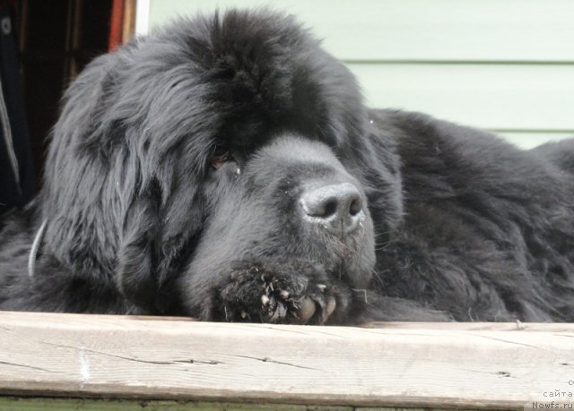 Фото: ньюфаундленд Бегущая по Волнам Вся Такая Растакая (Beguschaya po Volnam Vsya Takaya Rastakaya)
