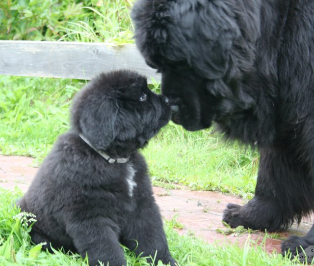 Фото: ньюфаундленд Бегущая по Волнам Вся Такая Растакая (Beguschaya po Volnam Vsya Takaya Rastakaya), Бегущая по волнам Шангри-Ла