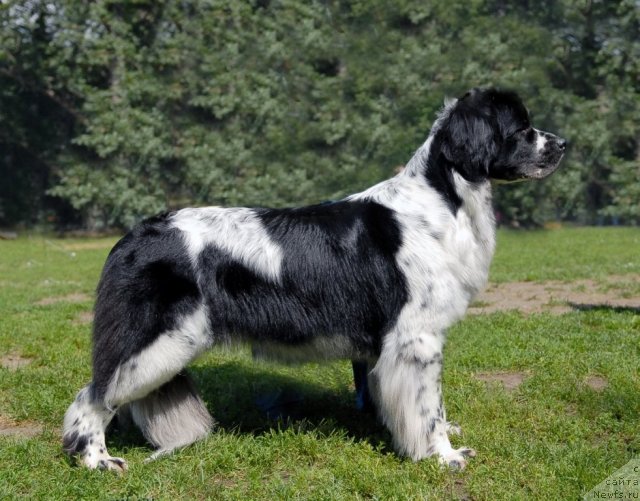 Фото: ньюфаундленд Сент Джонс Фаберже Коллекшен (Sent Djons Faberge Collection)