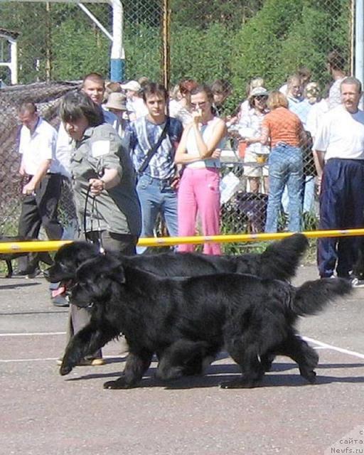 Фото: ньюфаундленд Lene's Black Berry, ньюфаундленд Евро Сюрпрайз от Сибирского Медведя (Euro Surprise ot Sibirskogo Medvedja)