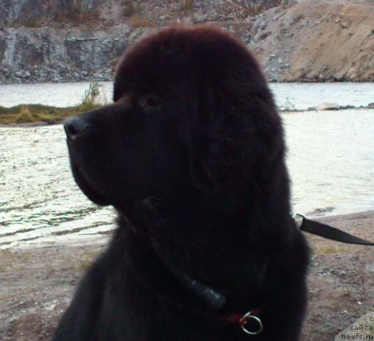 Фото: ньюфаундленд Дар Свезы Белив Ми (Dar Svezy Believe Me)
