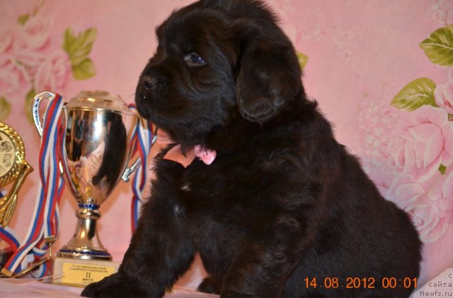 Фотография № 105535