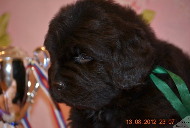 Фотография № 105536