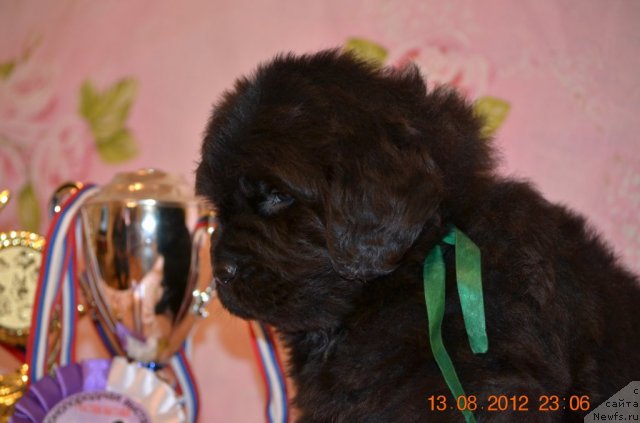 Фото: ньюфаундленд Сын Топтыжки Дон Кихота