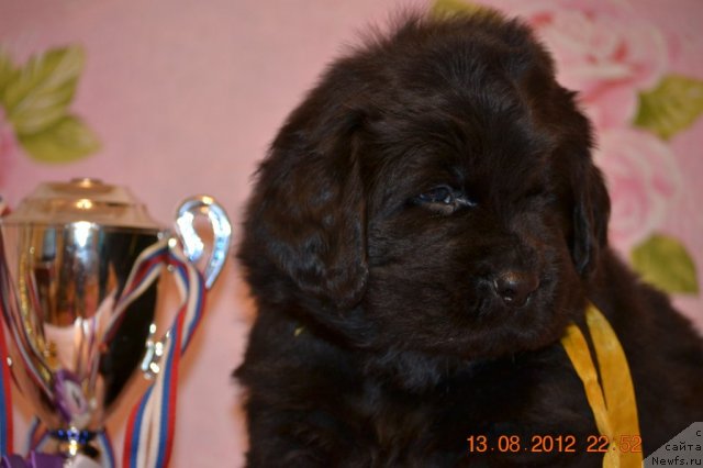 Фотография № 105538